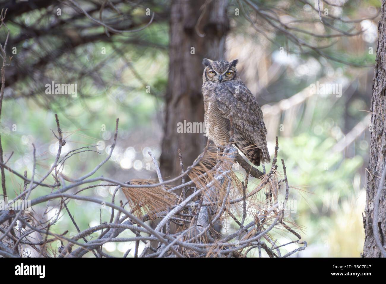 Hibou magellanique (Bubo magellanicus) sur les branches d'un pin dans le parc national de Lanin, Patagonie, Argentine, Amérique du Sud Banque D'Images