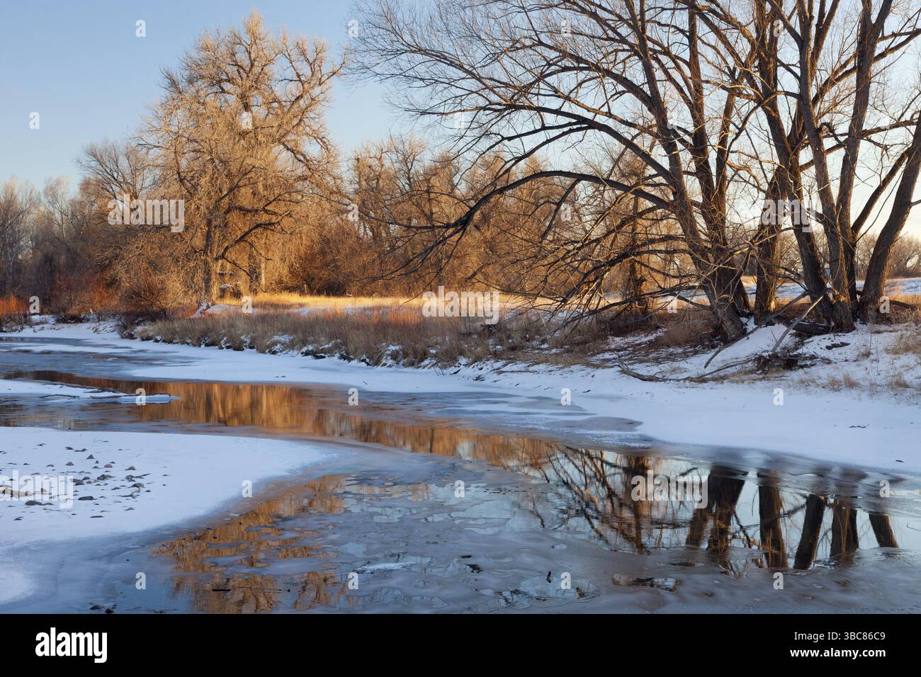 Rivière cache la poudre partiellement gelée avec des arbres de coton à Fort Collins, Colorado Banque D'Images