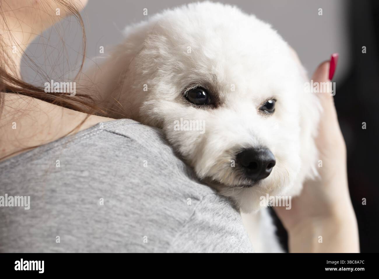 Un chien Bichon repose sur l'épaule d'un homme Banque D'Images