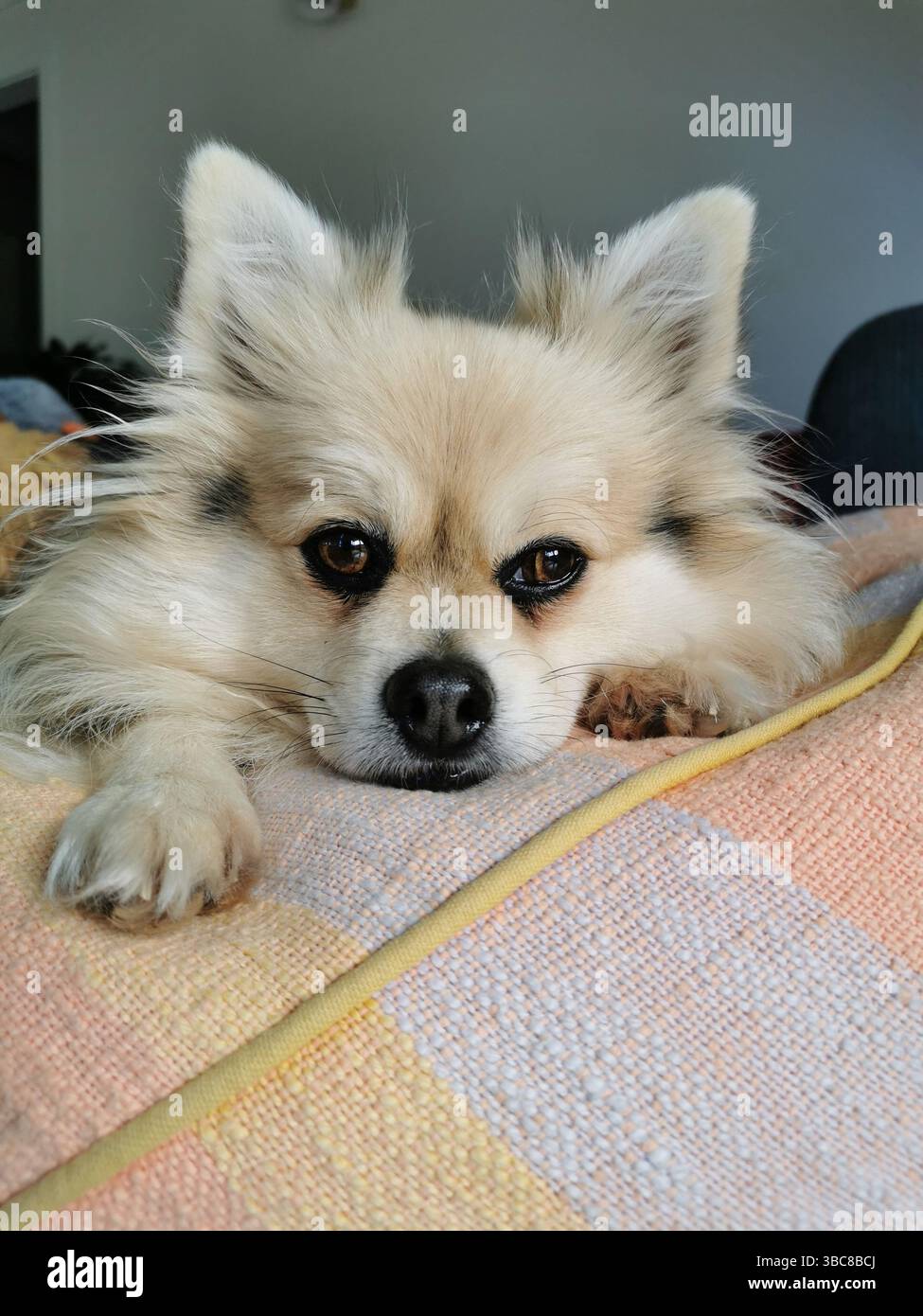 Chien mignon pelucheux sur pouf regardant la caméra Banque D'Images
