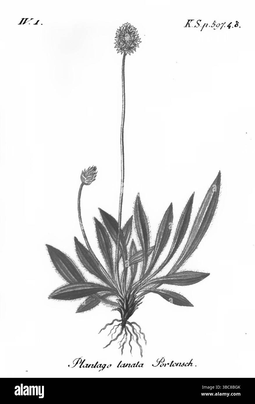 Plaque de cuivre Plantago lanata du volume 19 de la flore allemande dans illustrations de la nature avec descriptions de Jacob Sturm, publié à Nuremberg 1843 Banque D'Images