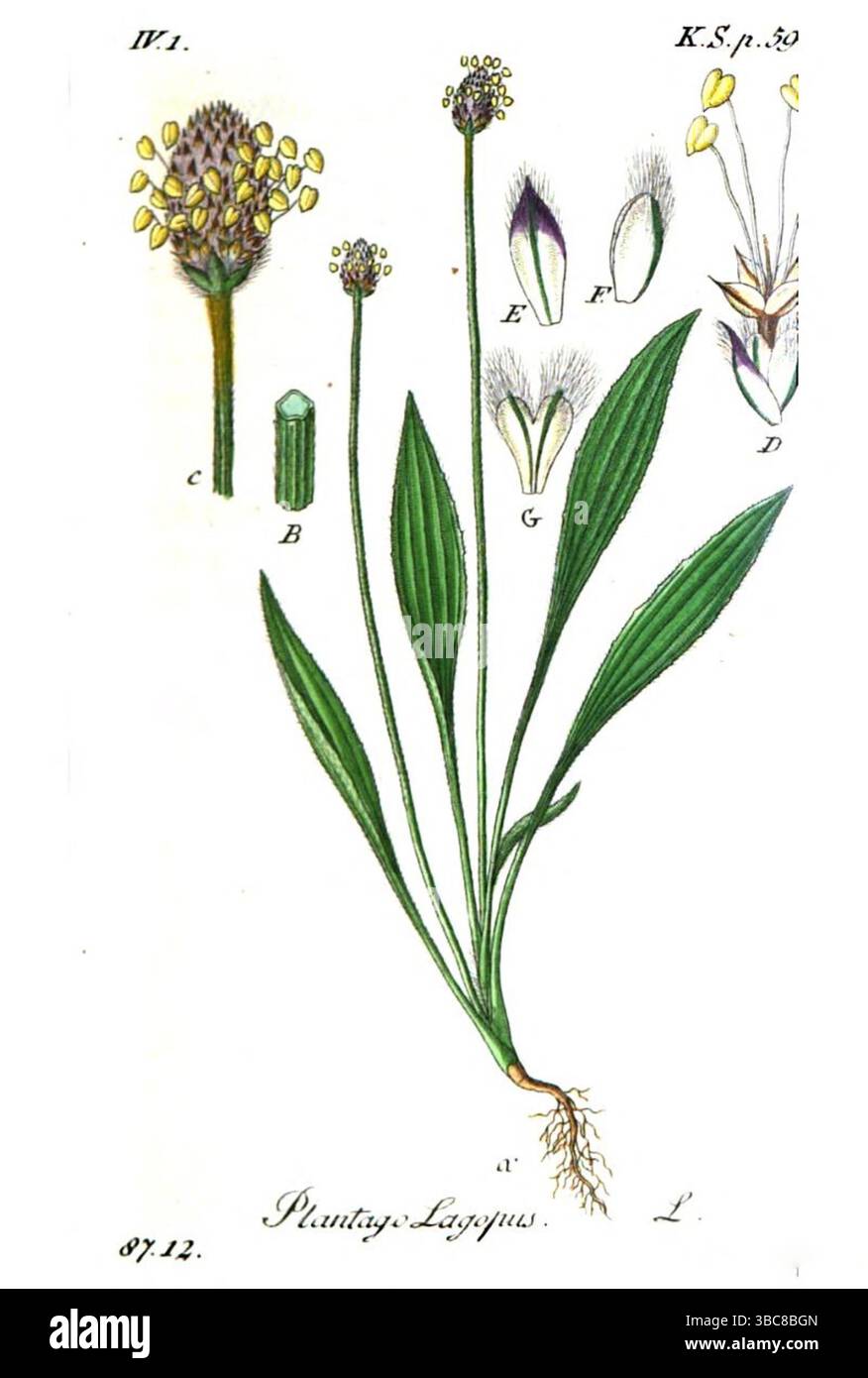 Plaque de cuivre Plantago Lagopus du volume 19 de la flore allemande dans illustrations de la nature avec descriptions de Jacob Sturm, publié à Nuremberg 1843 Banque D'Images