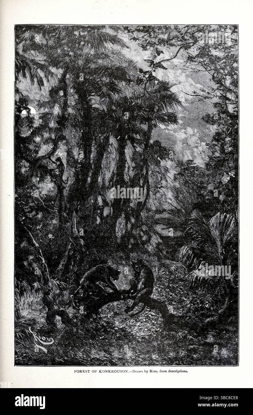 Singes dans la forêt africaine de Konkrouson.— dessiné par Riou. Du LIVRE XXIX-AFRICAN NIGRITIANS du volume 8, de L'histoire universelle de Ridpath : un compte rendu de l'origine, de la condition primitive et du développement ethnique des grandes races de l'humanité, et des principaux événements dans l'évolution et le progrès de la vie civilisée entre les hommes et les Nations, à partir de sources récentes et authentiques avec une enquête préliminaire sur le temps, le lieu et la manière du commencement par Ridpath, John Clark, 1840-1900 publié en 1897 Banque D'Images