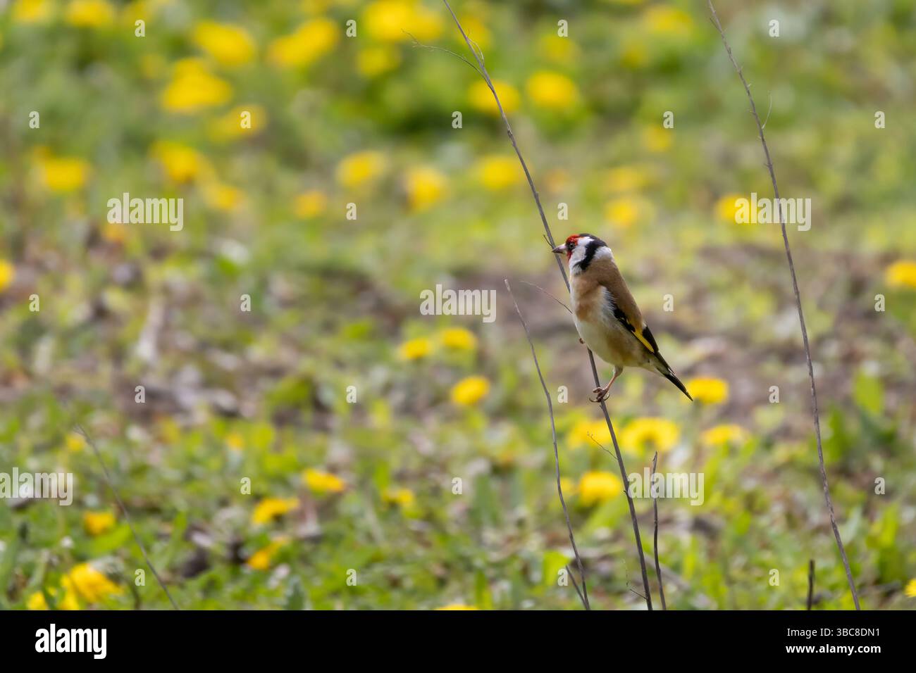 beau petit oiseau goldfinch séjour à la tige de fleur. Carduelis carduelis Banque D'Images