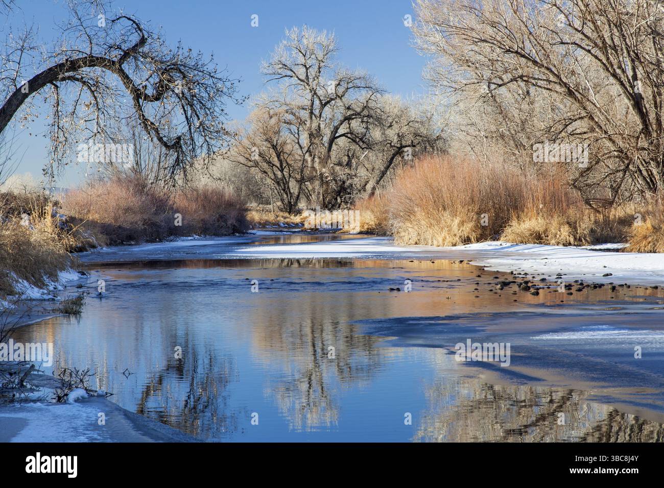Rivière cache la poudre partiellement gelée à Fort Collins, Colorado encadrée de cotonniers Banque D'Images
