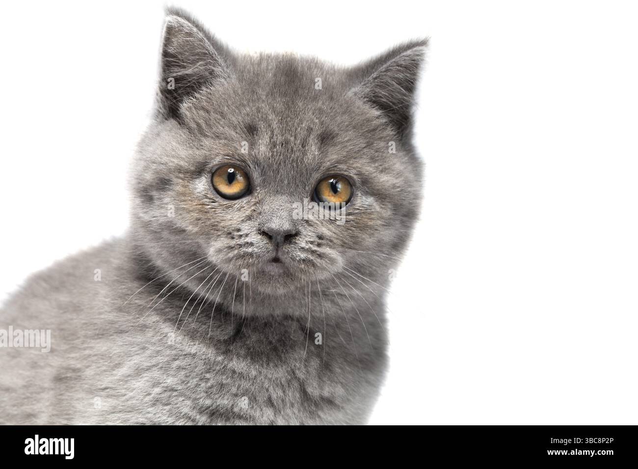 Museau mignon d'un chaton britannique en gros plan sur un fond blanc. Un chaton gris aux yeux jaunes regarde dans la caméra Banque D'Images