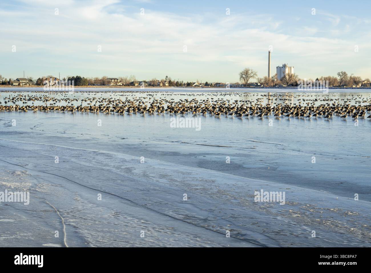 La migration de la Bernache du Canada au lac WIndsor partiellement gelés dans le nord du Colorado Banque D'Images