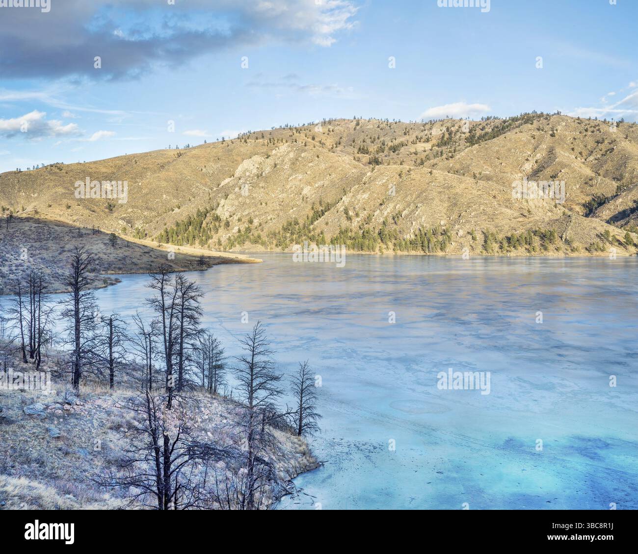Les pins sont exposés à des feux de forêt sur la rive du réservoir Frozen Seaman dans les montagnes Rocheuses près de Fort Collins, Colorado Banque D'Images