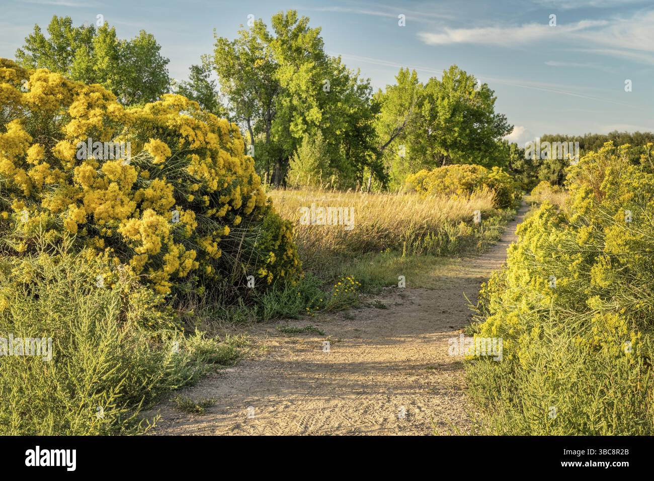 Sentier récréatif dans le nord du Colorado - paysage de fin d'été avec des broussailles en fleurs Banque D'Images