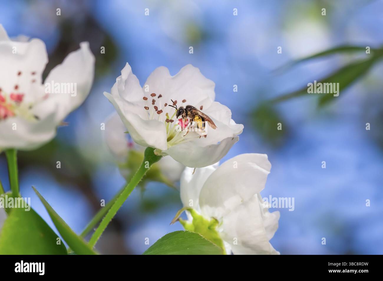 Une petite abeille recueille le nectar sur une fleur de cerisier blanc Banque D'Images