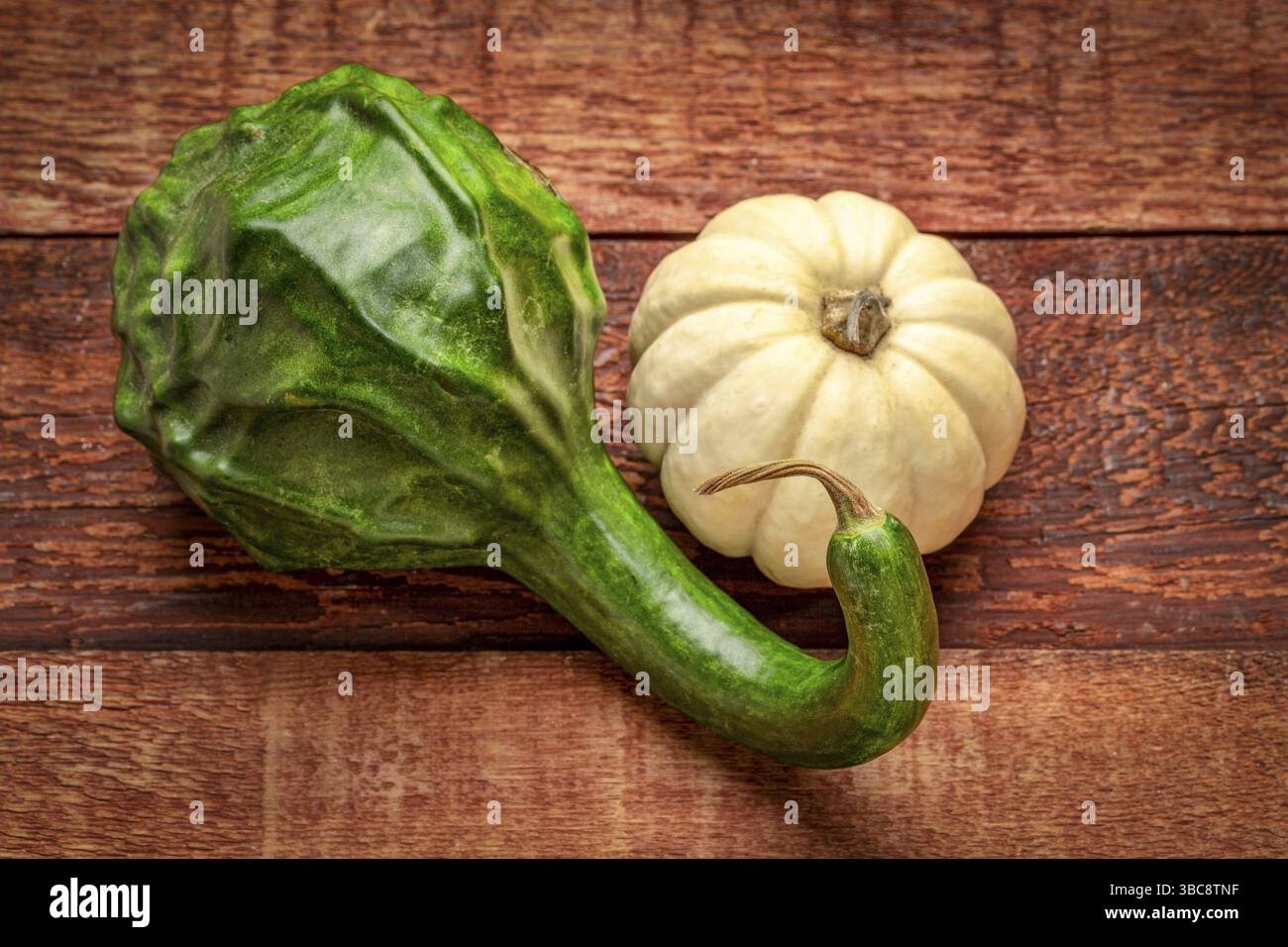 Courge dinosaure verte et gourde blanche contre bois de grange rustique - décoration des vacances d'automne Banque D'Images