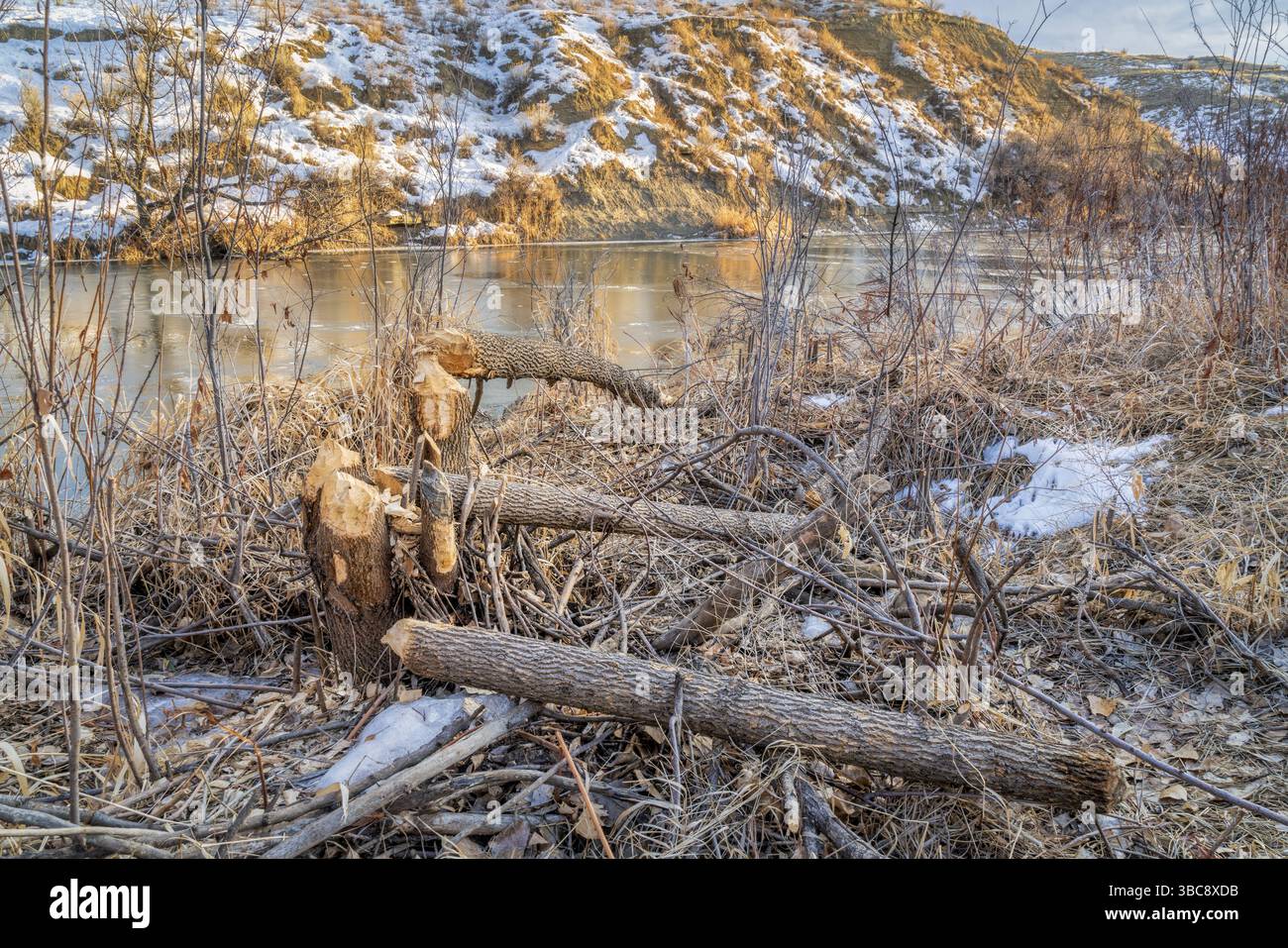 Arbres endommagés par les castors sur une rive de la rivière gelée de la Poudre dans le nord du Colorado, paysage d'hiver, effets négatifs de l'activité des castors Banque D'Images