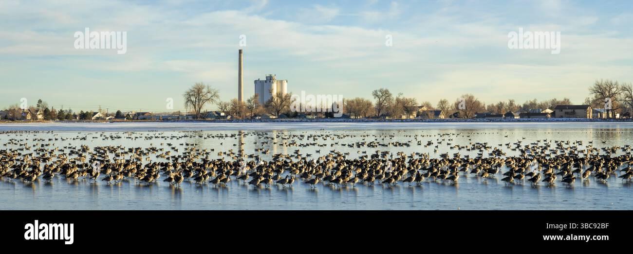 La migration de la Bernache du Canada au lac WIndsor partiellement gelés dans le nord du Colorado Banque D'Images