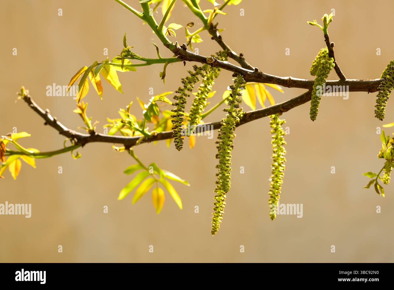 Branche de noyer au printemps, foyer sélectif Banque D'Images