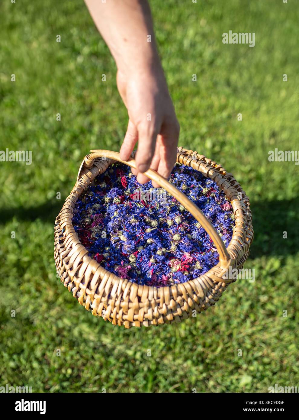 Gros plan d'une main tenant un panier tissé rempli de fleurs séchées colorées fraîchement récoltées, principalement des bleuets violets, bleus et rouges. Banque D'Images