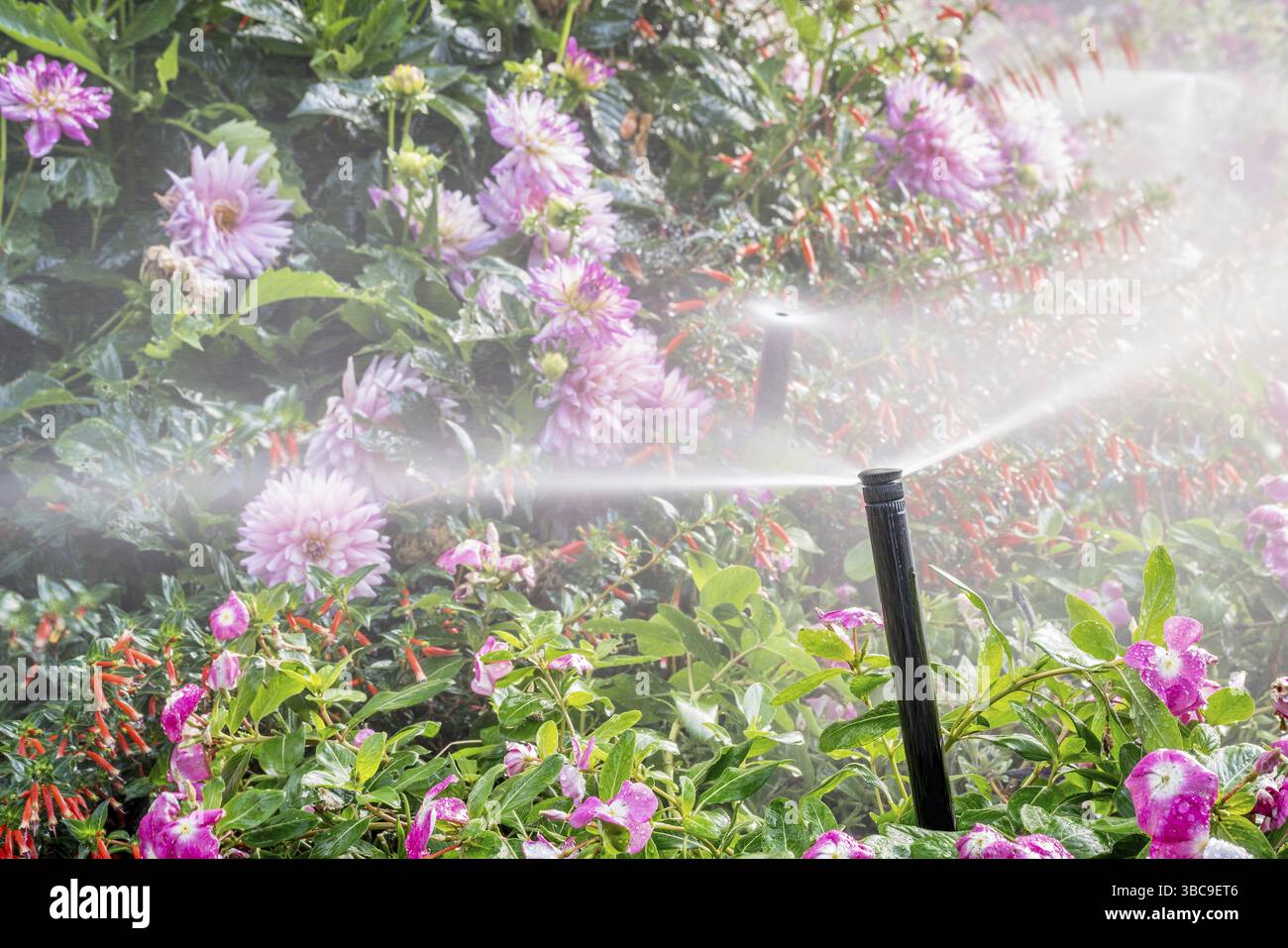 Arroseurs d'eau fonctionnant dans un jardin avec une variété de fleurs Banque D'Images