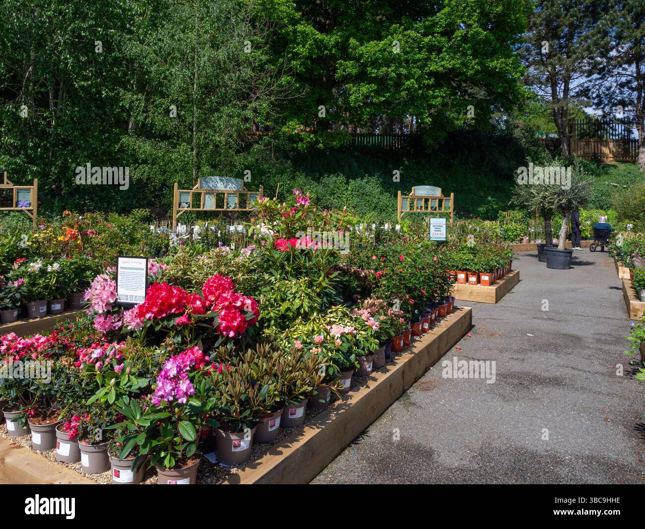 Plantes et ornements de jardin en vente dans la zone extérieure de Harlestone Heath Garden Centre, Northamptonshire, Royaume-Uni ; partie de la chaîne Blue Diamond. Banque D'Images