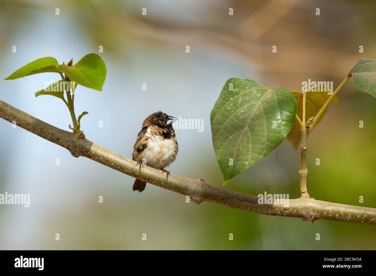 Mannikin en bronze Spermestes cucullata, adulte perché sur branche, Buffulotto, Brikama, Gambie, mars Banque D'Images