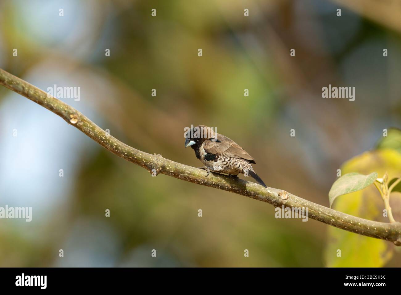 Mannikin en bronze Spermestes cucullata, adulte perché sur branche, Buffulotto, Brikama, Gambie, mars Banque D'Images