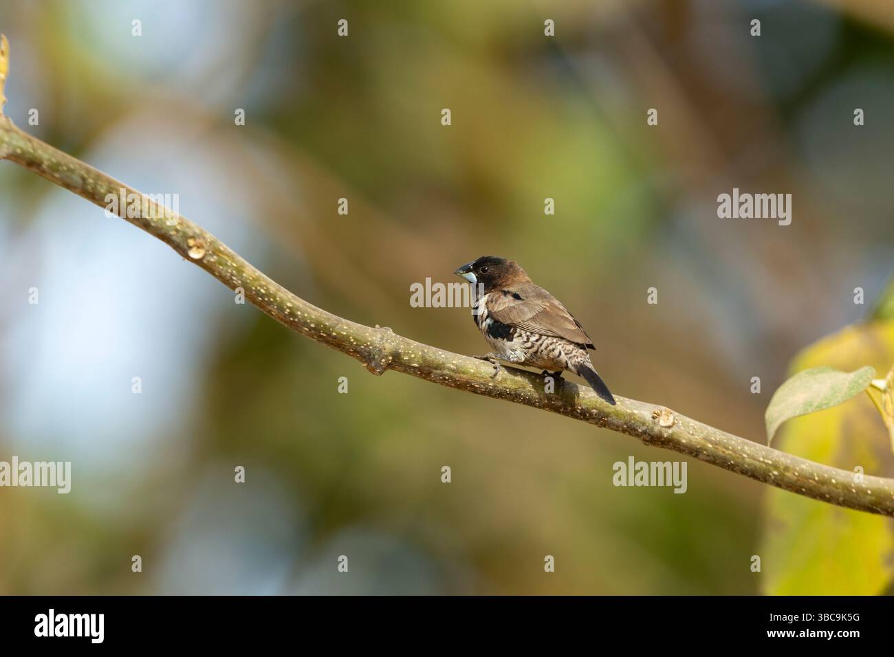 Mannikin en bronze Spermestes cucullata, adulte perché sur branche, Buffulotto, Brikama, Gambie, mars Banque D'Images