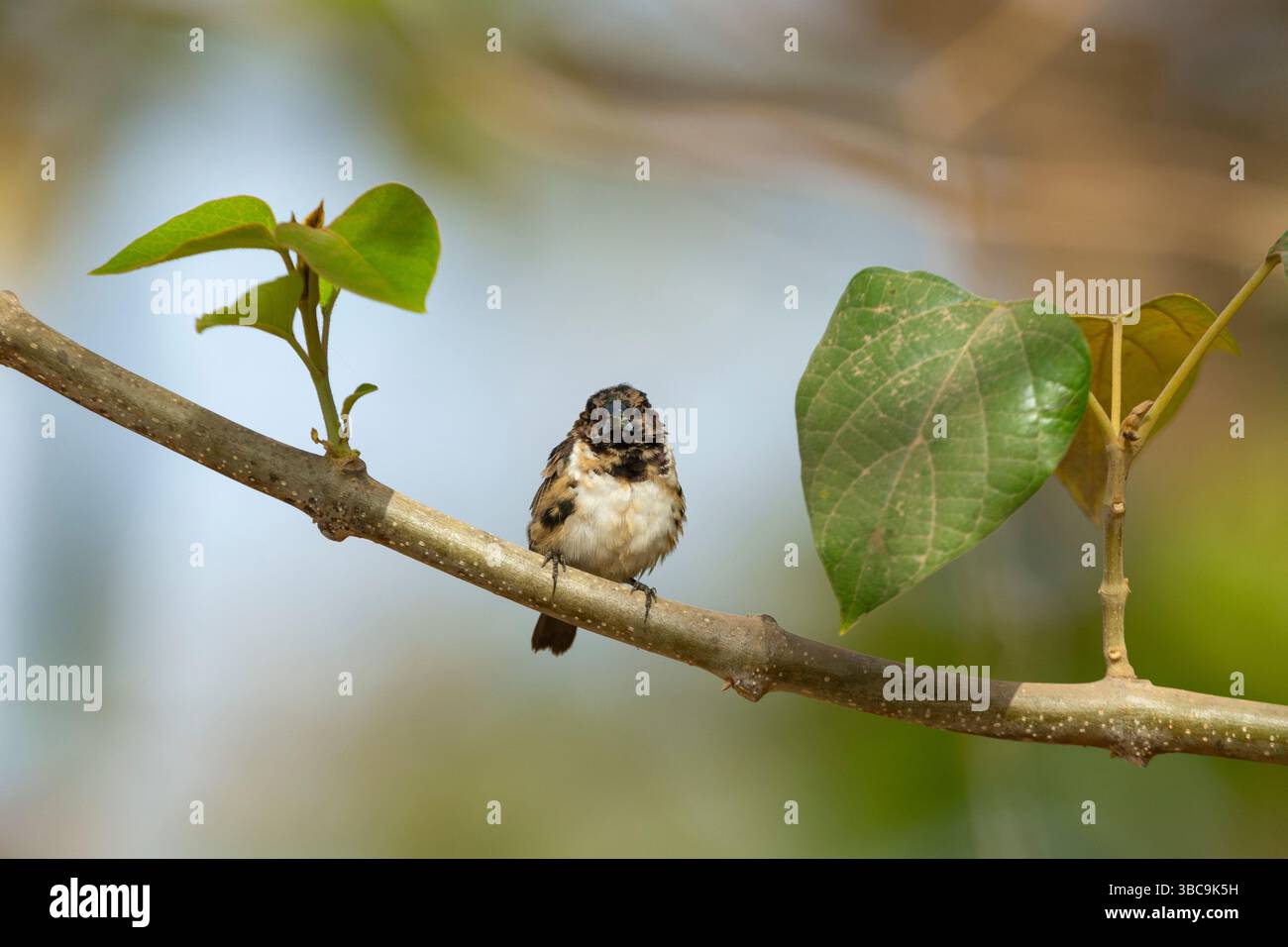 Mannikin en bronze Spermestes cucullata, adulte perché sur branche, Buffulotto, Brikama, Gambie, mars Banque D'Images