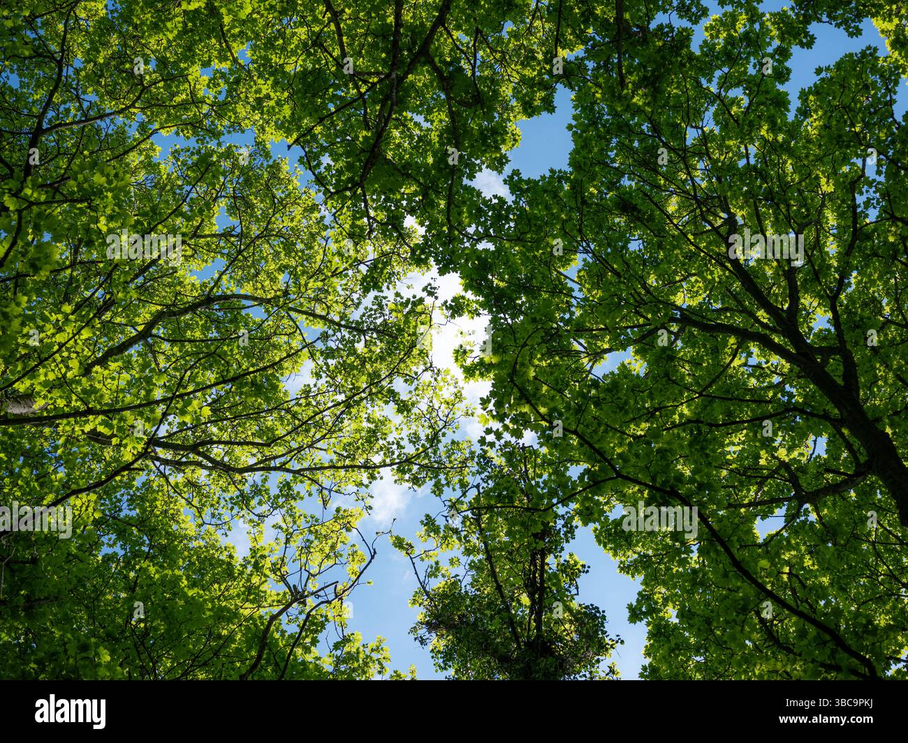 Regardant dans une canopée d'arbres dans une forêt. Banque D'Images