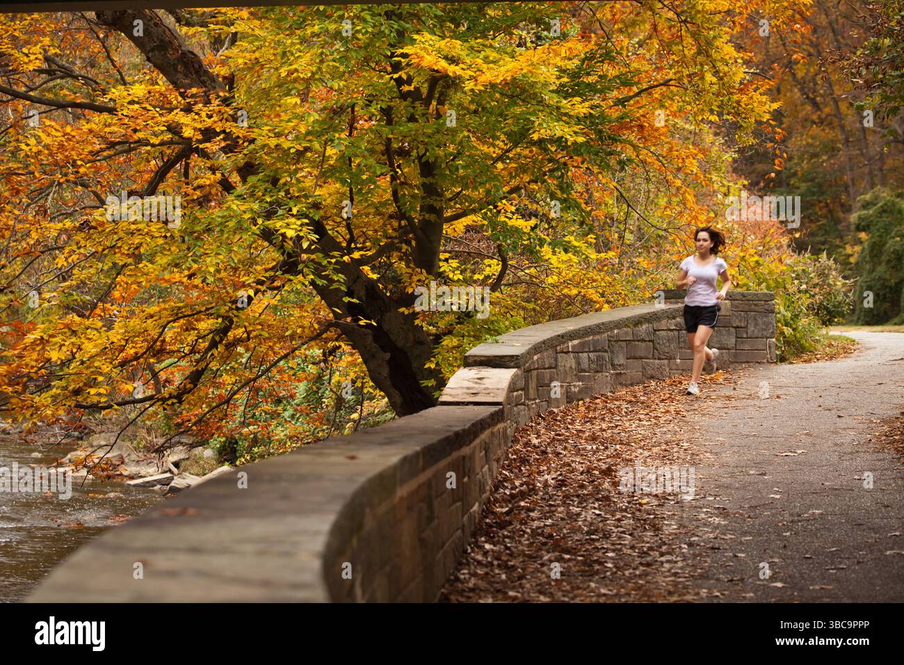 Une femme court sur un pont sur un sentier boisé dans Rock Creek Park à Washington DC sous Autumn Leaves. Banque D'Images