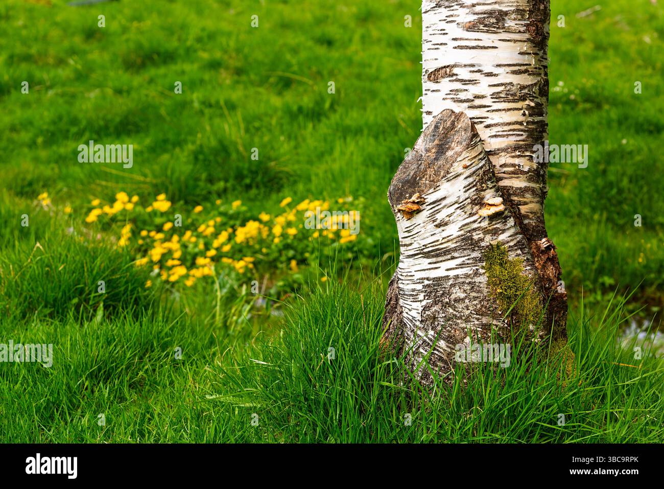 Un bouleau présente son tronc texturé au milieu d'une herbe verte luxuriante, avec des fleurs sauvages délicates ajoutant de la couleur à l'arrière-plan sous la lumière du soleil. Banque D'Images