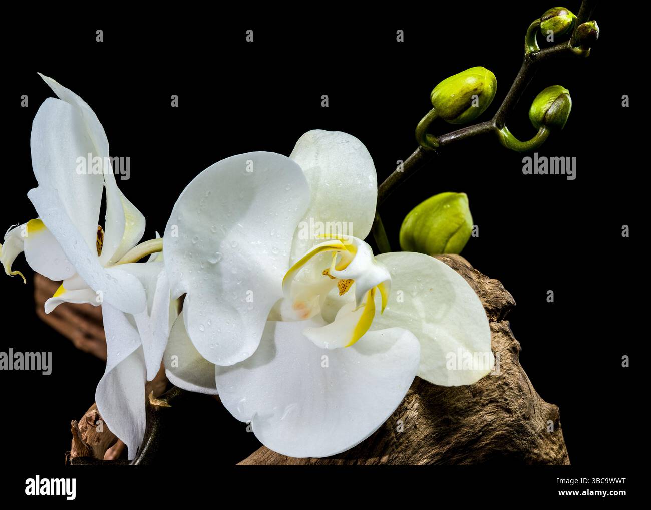 Élégante floraison d'orchidée blanche et bourgeons sur Driftwood Branch Banque D'Images