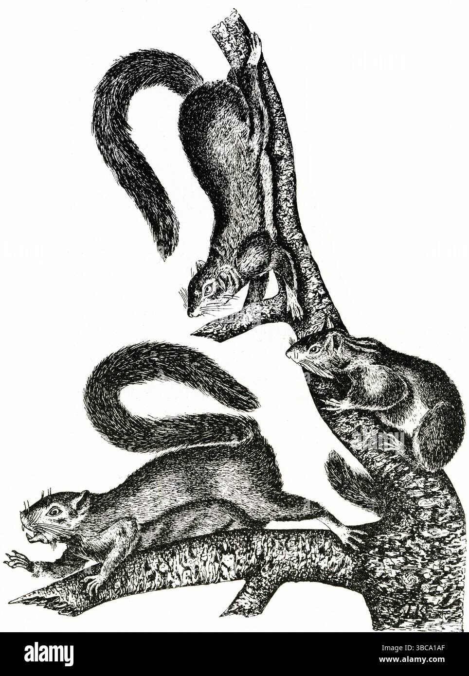 ÉCUREUILS GRIS ( Sciurus carolinensis ou migratorius ) - trois écureuils gris américains dans des poses arboricoles dynamiques Banque D'Images