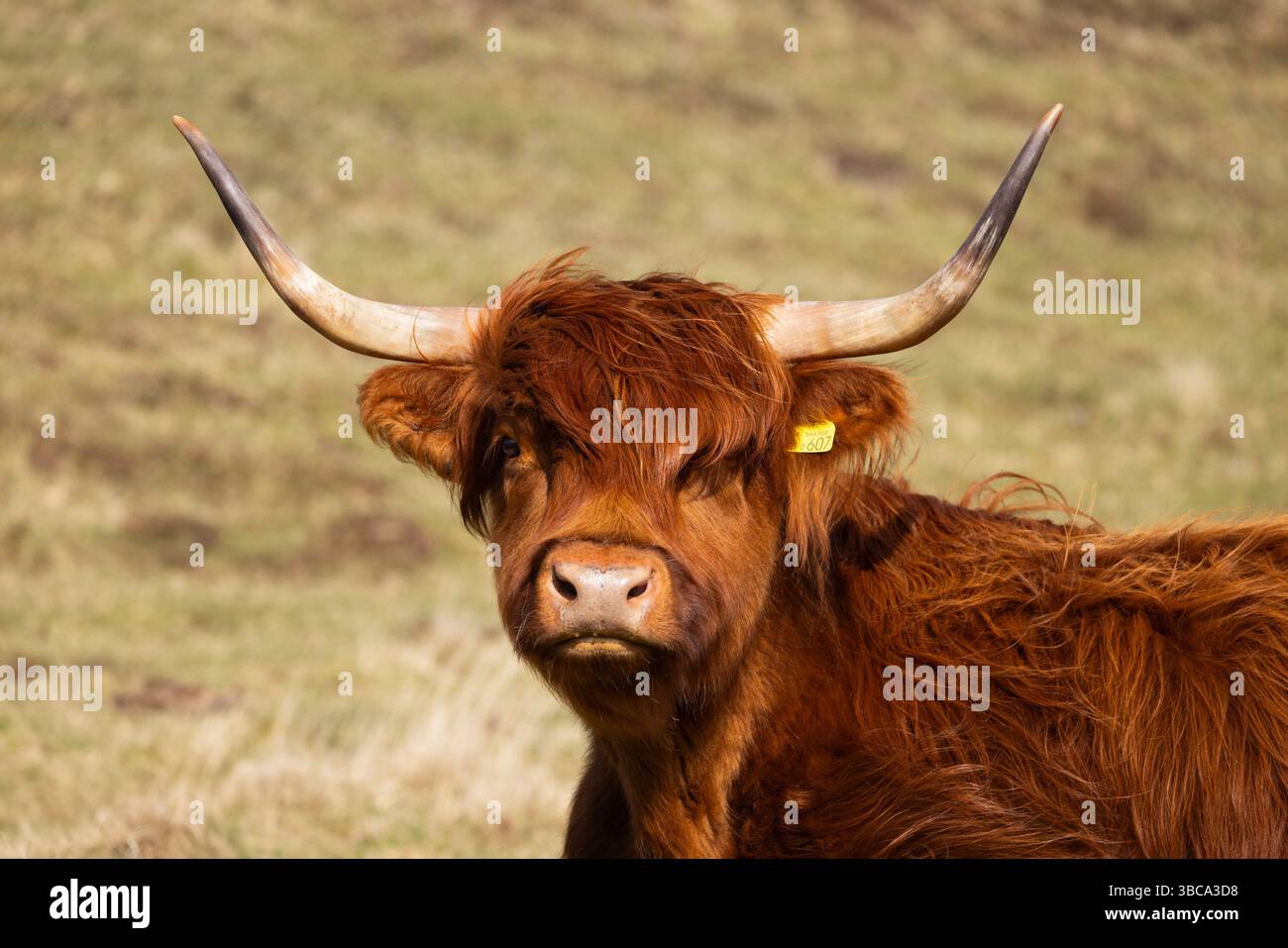 Portrait de vache des Highlands, île de Mull, Écosse, Royaume-Uni, avril Banque D'Images