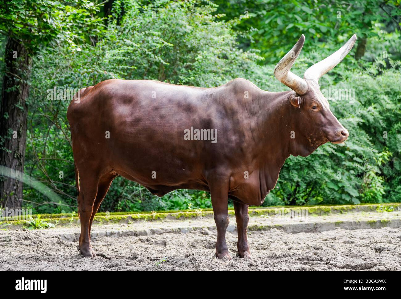 Portrait d'une vache Watussi. Animal avec une fourrure brune tirée du côté. Banque D'Images