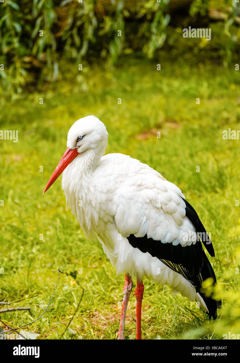 Portrait d'une cigogne. Gros plan oiseau en milieu naturel. Banque D'Images
