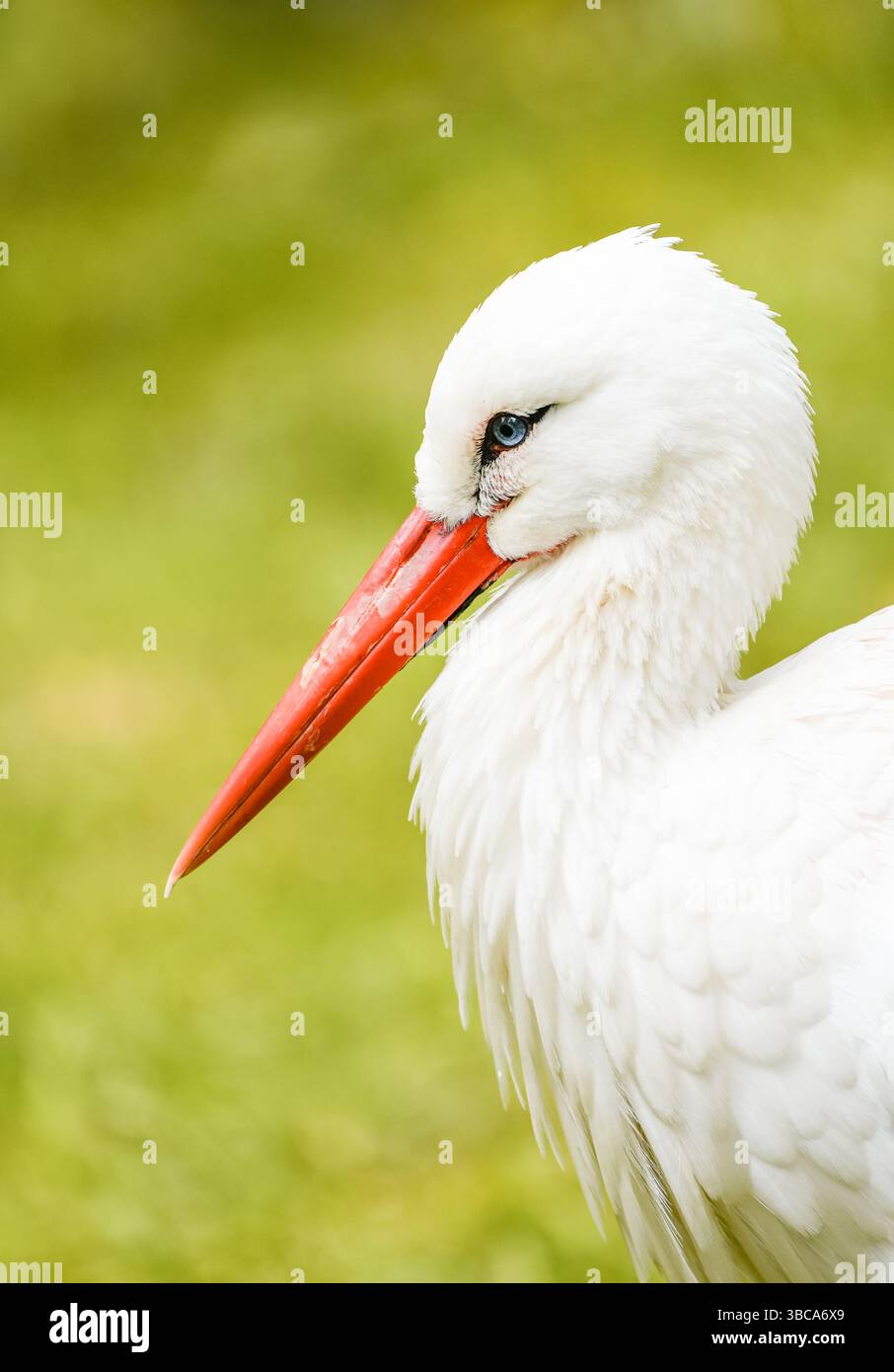 Portrait d'une cigogne. Gros plan oiseau en milieu naturel. Banque D'Images