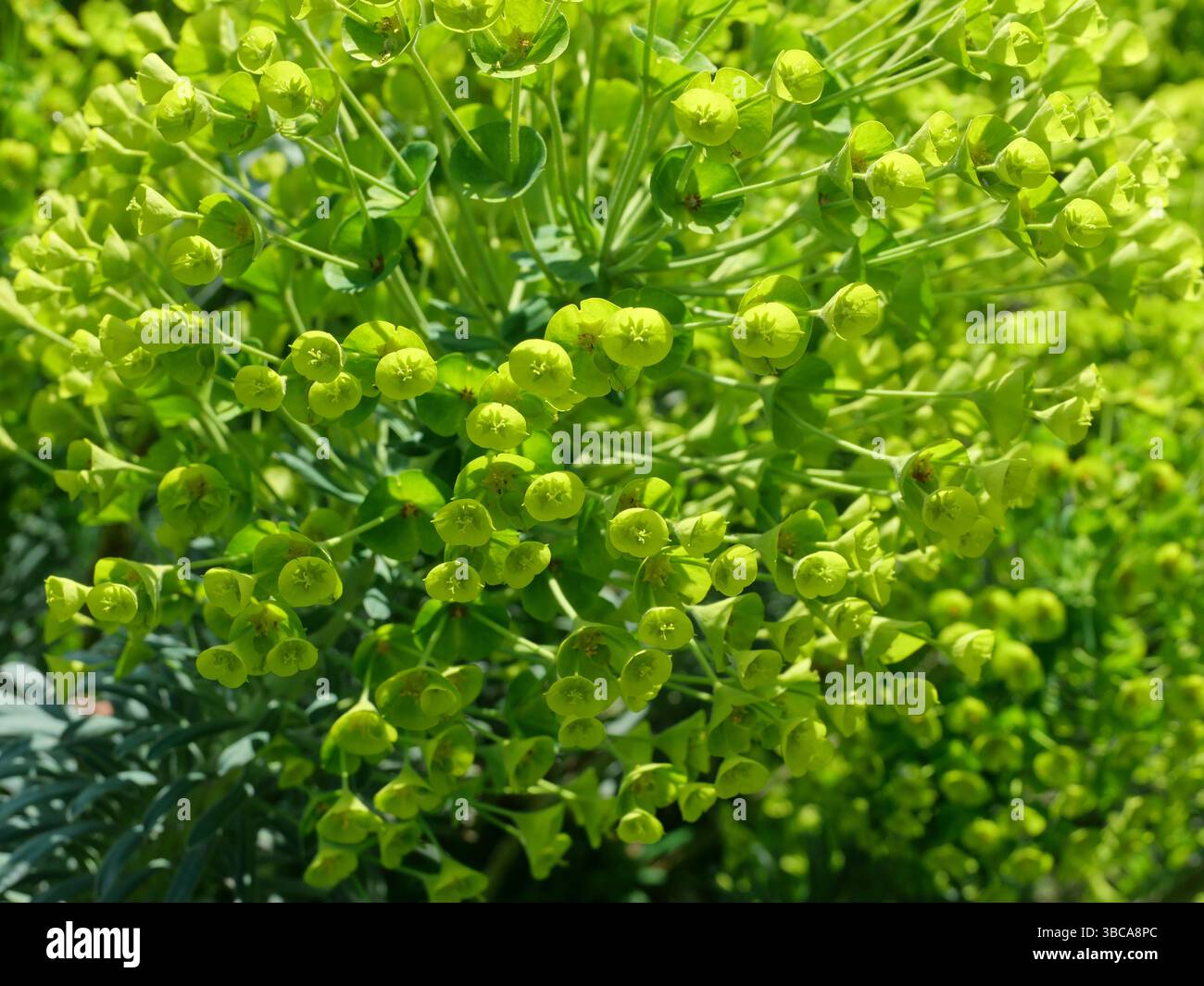 Euphorbia palustris en vert clair vif se déploie au printemps. Espace pour les textes et les dessins Banque D'Images