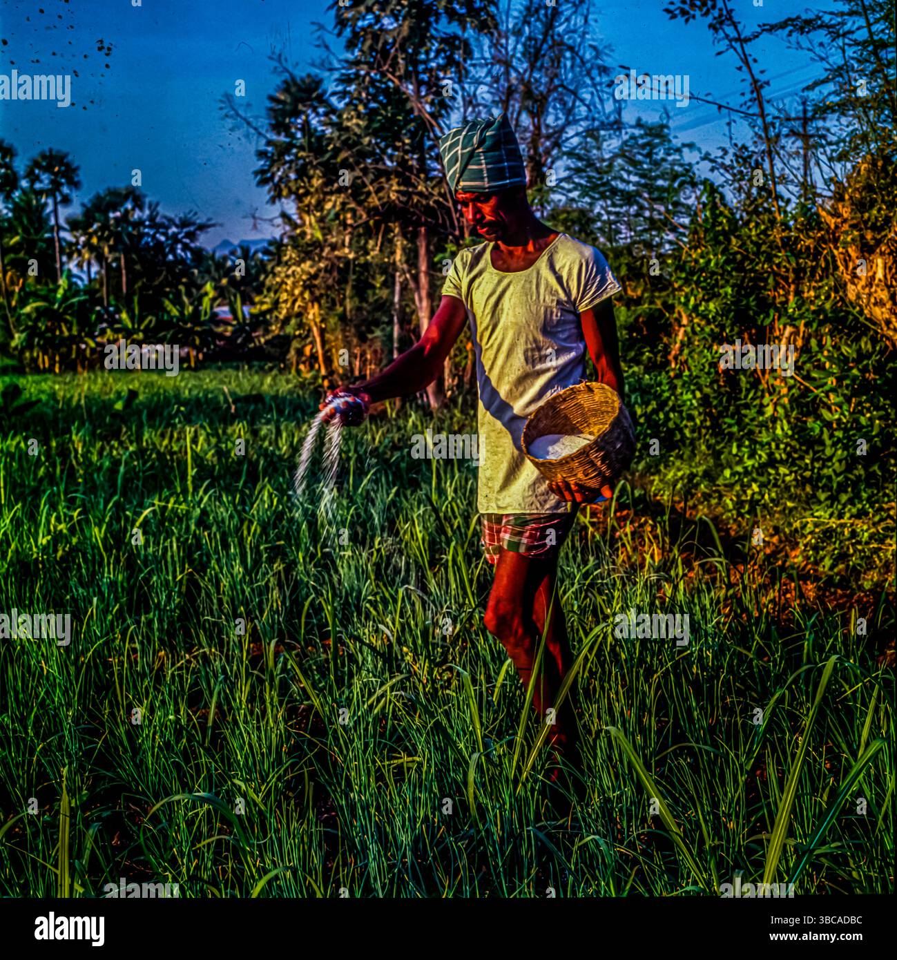 pulvérisation et saupoudrage, en agriculture, les méthodes standard d'application de produits chimiques antiparasitaires et d'autres composés. La pulvérisation est le processus que les agriculteurs utilisent pour protéger leurs cultures contre les insectes ou les infections fongiques en pulvérisant des pesticides et en cultivant les produits à l'aide d'engrais. Si nous remontons dans le temps, les agriculteurs devaient apporter, ou devrions-nous dire jeter à la main, des engrais et des pesticides, ce qui était dangereux pour leur santé. Tamil Nadu, Inde Banque D'Images