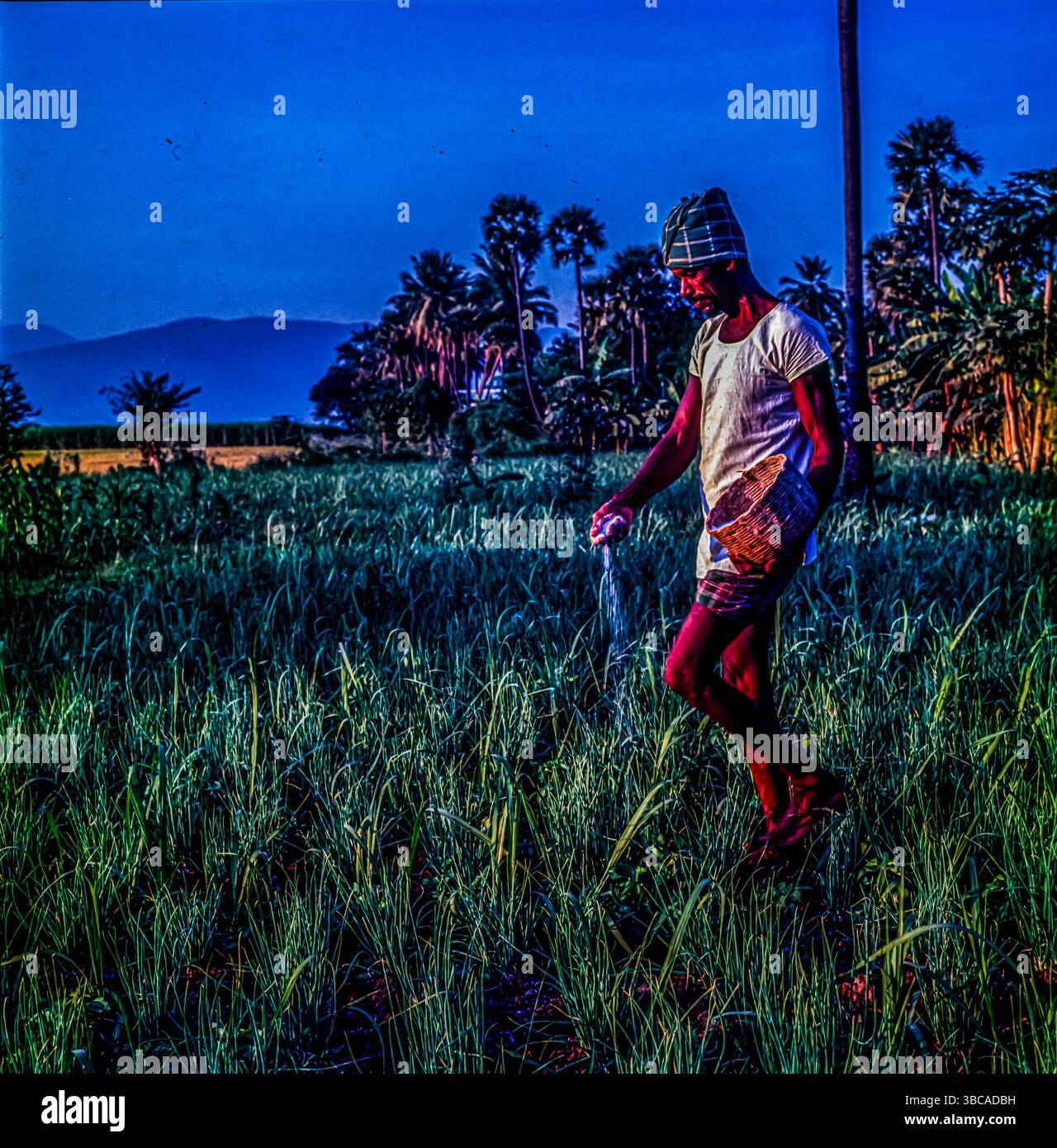 pulvérisation et saupoudrage, en agriculture, les méthodes standard d'application de produits chimiques antiparasitaires et d'autres composés. La pulvérisation est le processus que les agriculteurs utilisent pour protéger leurs cultures contre les insectes ou les infections fongiques en pulvérisant des pesticides et en cultivant les produits à l'aide d'engrais. Si nous remontons dans le temps, les agriculteurs devaient apporter, ou devrions-nous dire jeter à la main, des engrais et des pesticides, ce qui était dangereux pour leur santé. Tamil Nadu, Inde Banque D'Images