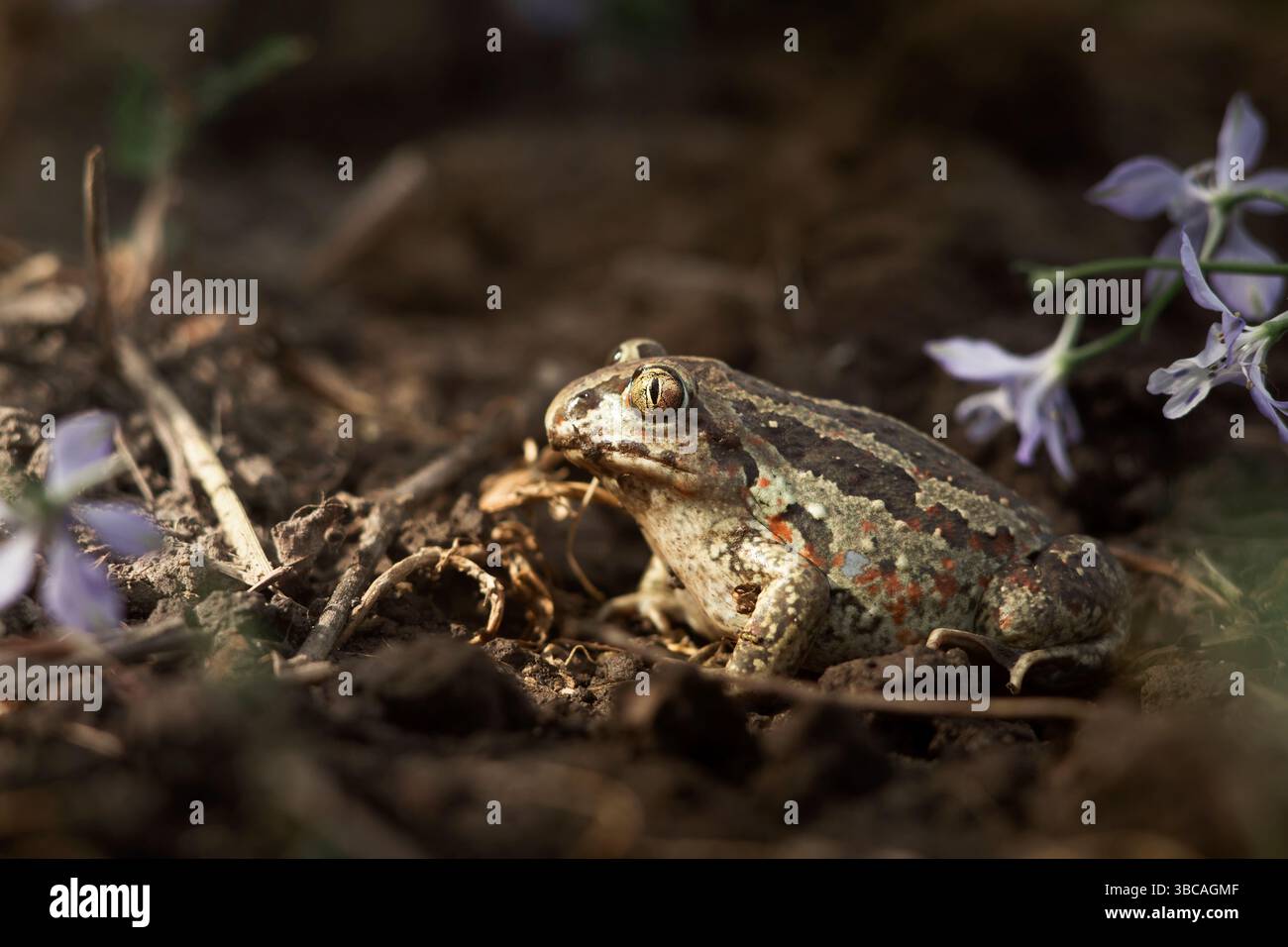 Crapaud Spadefoot dans un habitat naturel, gros plan au niveau du sol, en journée Banque D'Images