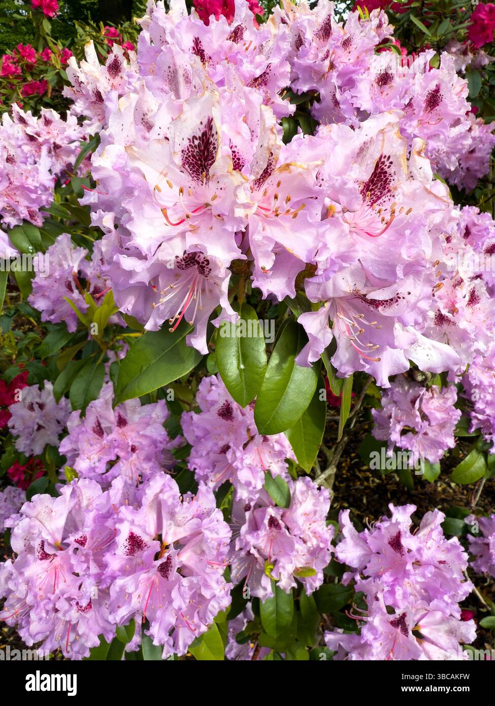 Fleurs de rhododendron roses avec des gouttelettes d'eau, photo macro capturant des couleurs vibrantes, des pétales délicats. Parfait pour les conceptions sur le thème de la nature, le jardinage - Image de stock capturée avec un smartphone