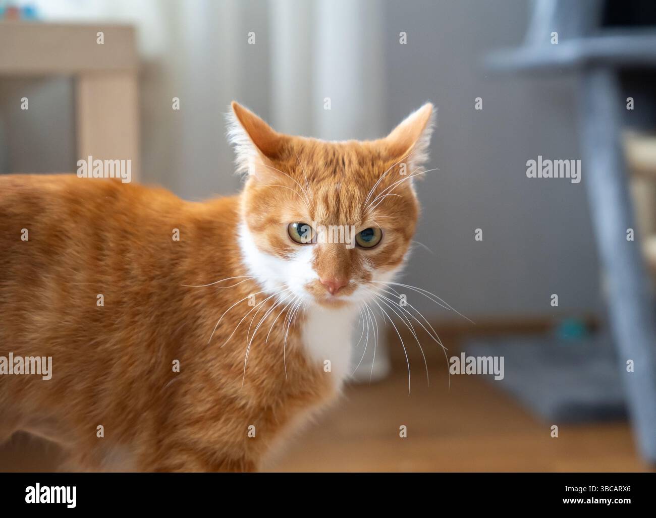 Le regard méfiant d'un chat orange. Vigilance, curiosité ou suspicion. Comportement prudent. Moments d'attention chez les animaux domestiques. Banque D'Images