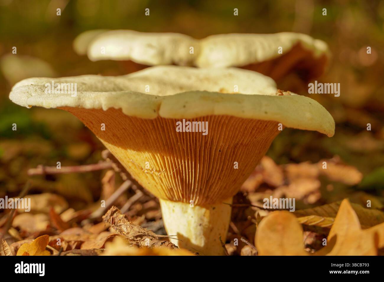 Champignon blanc de steppe -pleurotus eryngii, gros plan, champignon sain comestible savoureux, composition automnale. Banque D'Images