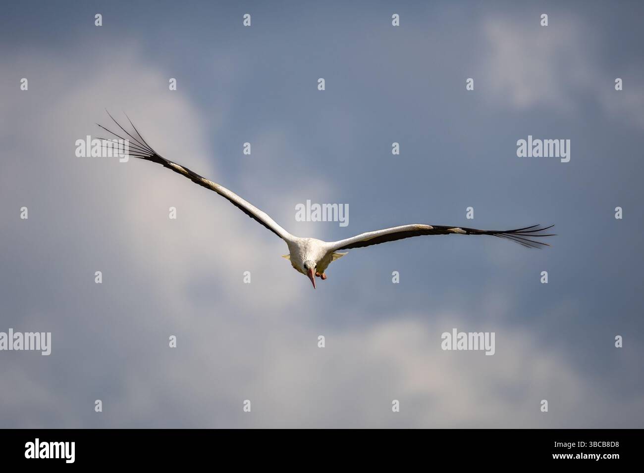 cigogne blanche en vol contre le ciel Banque D'Images