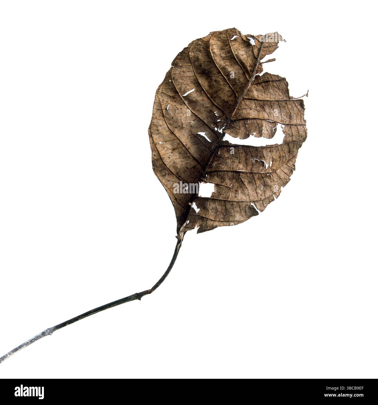 Une feuille sèche affiche des textures complexes sur un fond sourd, mettant en évidence ses détails organiques. Banque D'Images