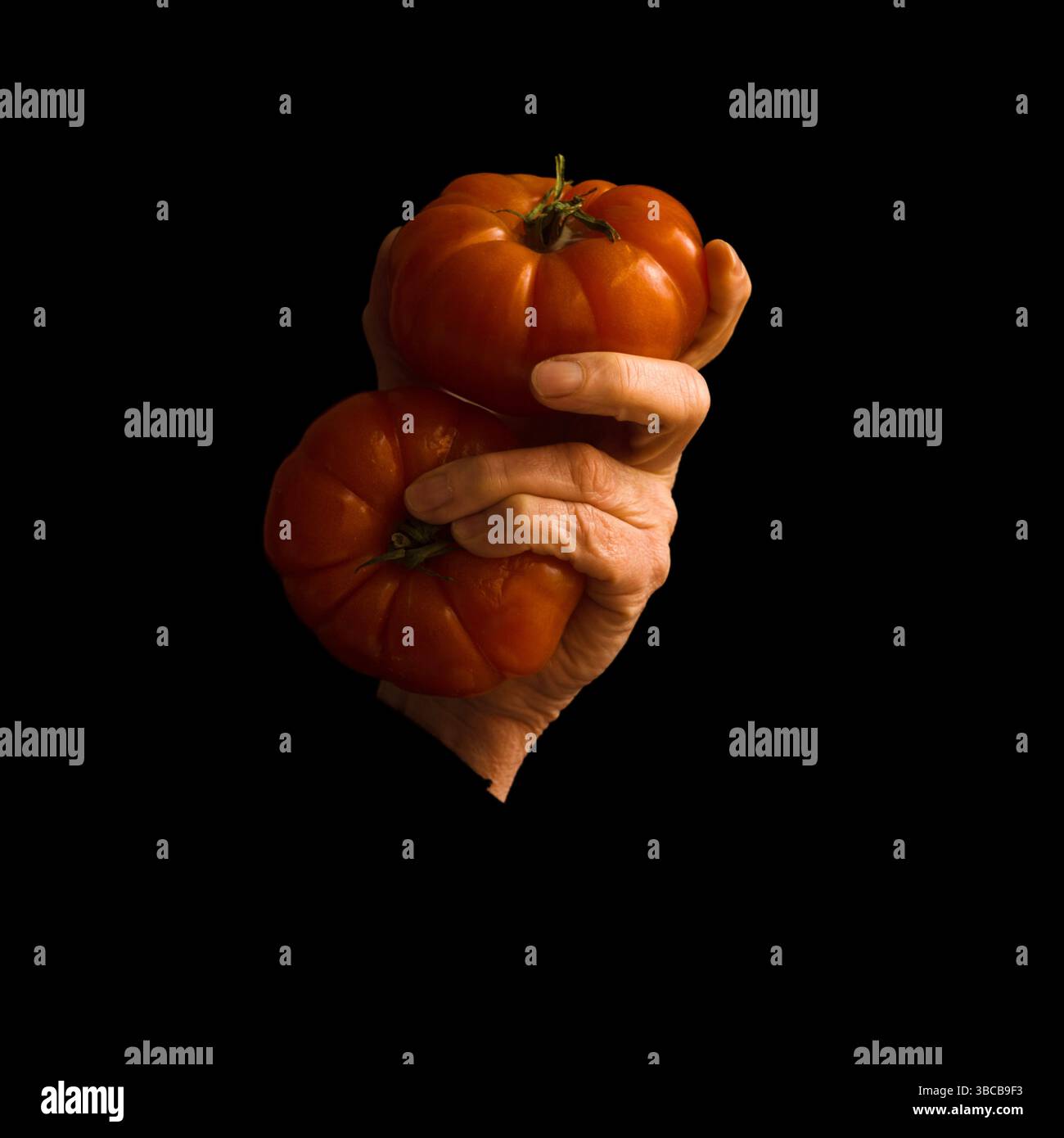 Une main saisit deux tomates orange de forme unique sur un fond sombre, soulignant leur riche couleur et texture. Banque D'Images