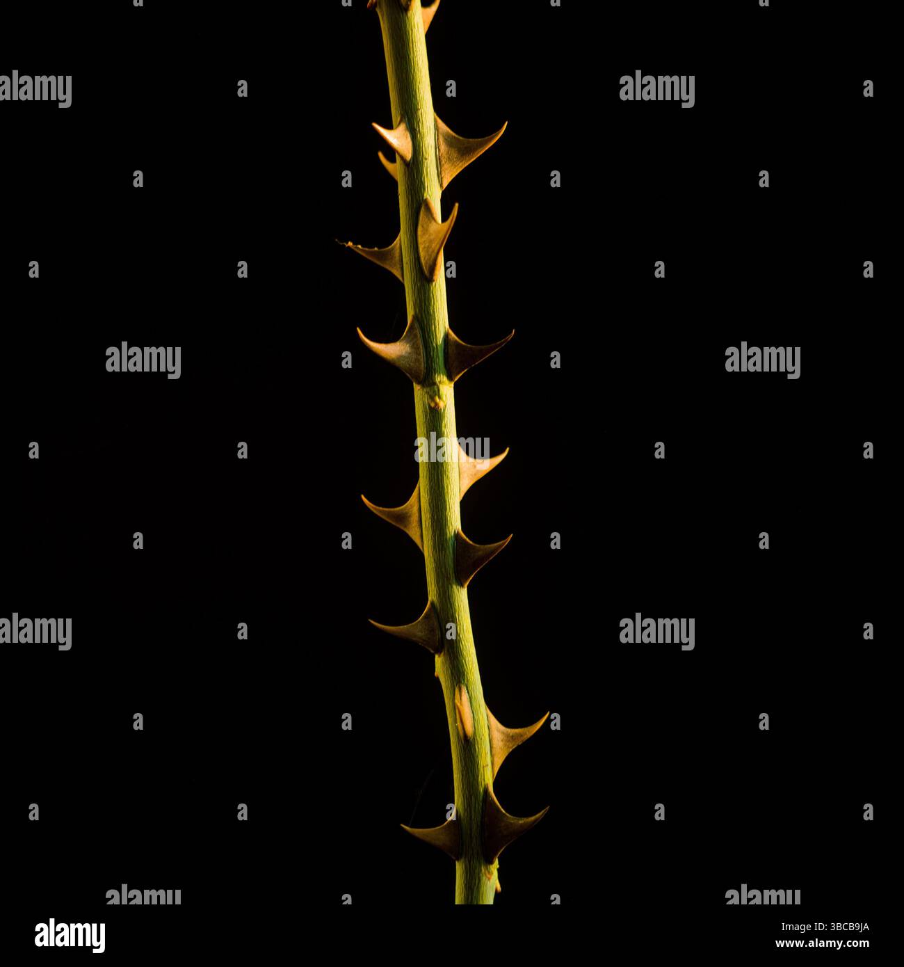 Une tige verticale d'une plante épineuse avec des pointes acérées se trouve illuminée sur un fond sombre Banque D'Images