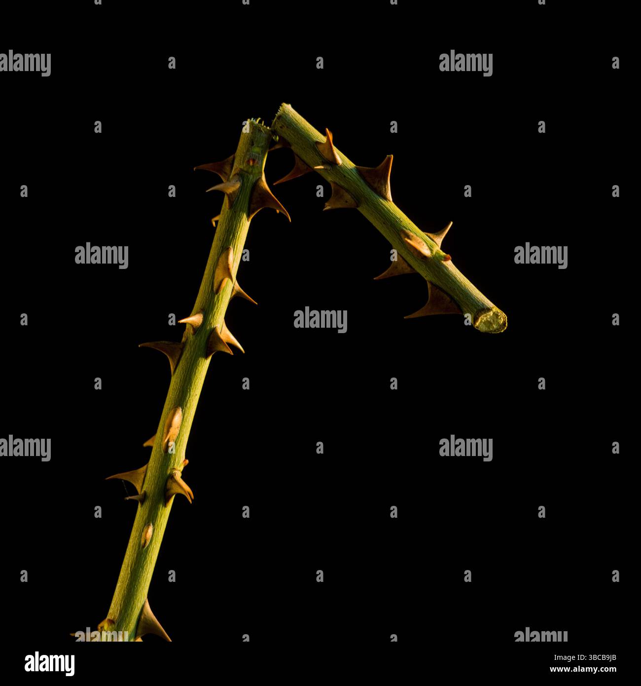 La vue rapprochée met en évidence une branche épineuse avec des teintes jaune-vert vives soulignant les détails complexes et les défenses naturelles Banque D'Images