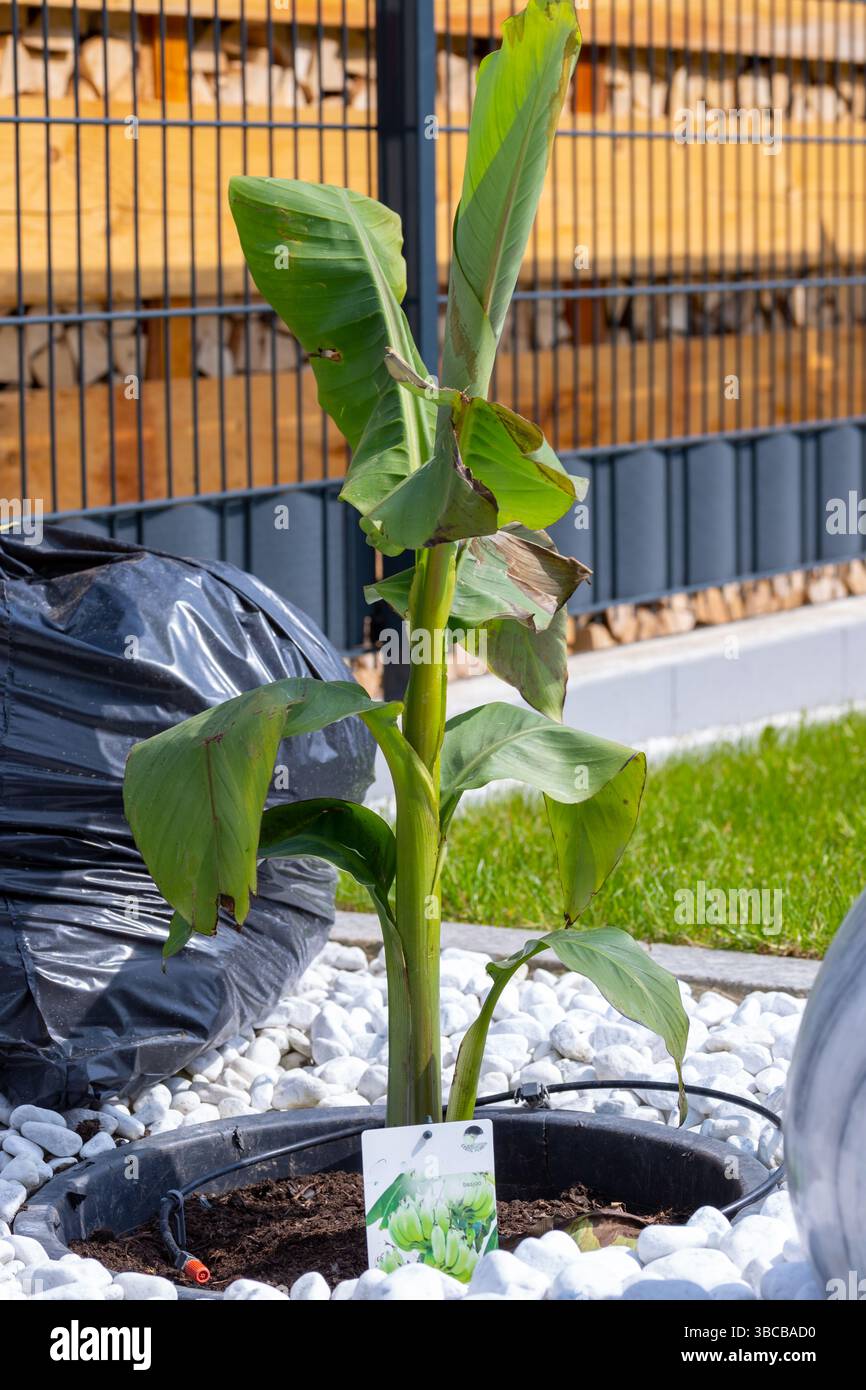 Plan d'une banane dans un lit de pierre avec des pierres blanches Banque D'Images