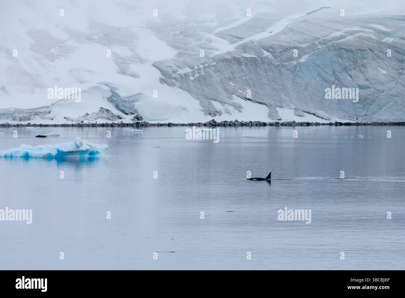 Une orque (Orcinus Orca), ou épaulard, est vue dans le canal Errera de la péninsule Antarctique. La baleine à dents est un prédateur de l'apex. Banque D'Images