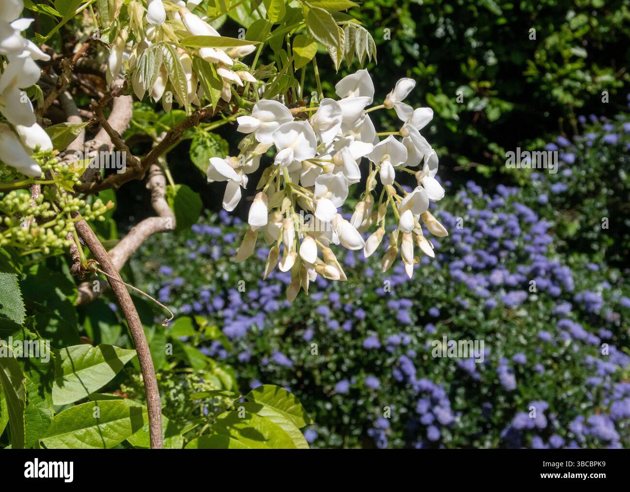 Wisteria sinensis blanca blanche en pleine fleur avec ceanothus thyrsiflorus bleu vif derrière. Banque D'Images