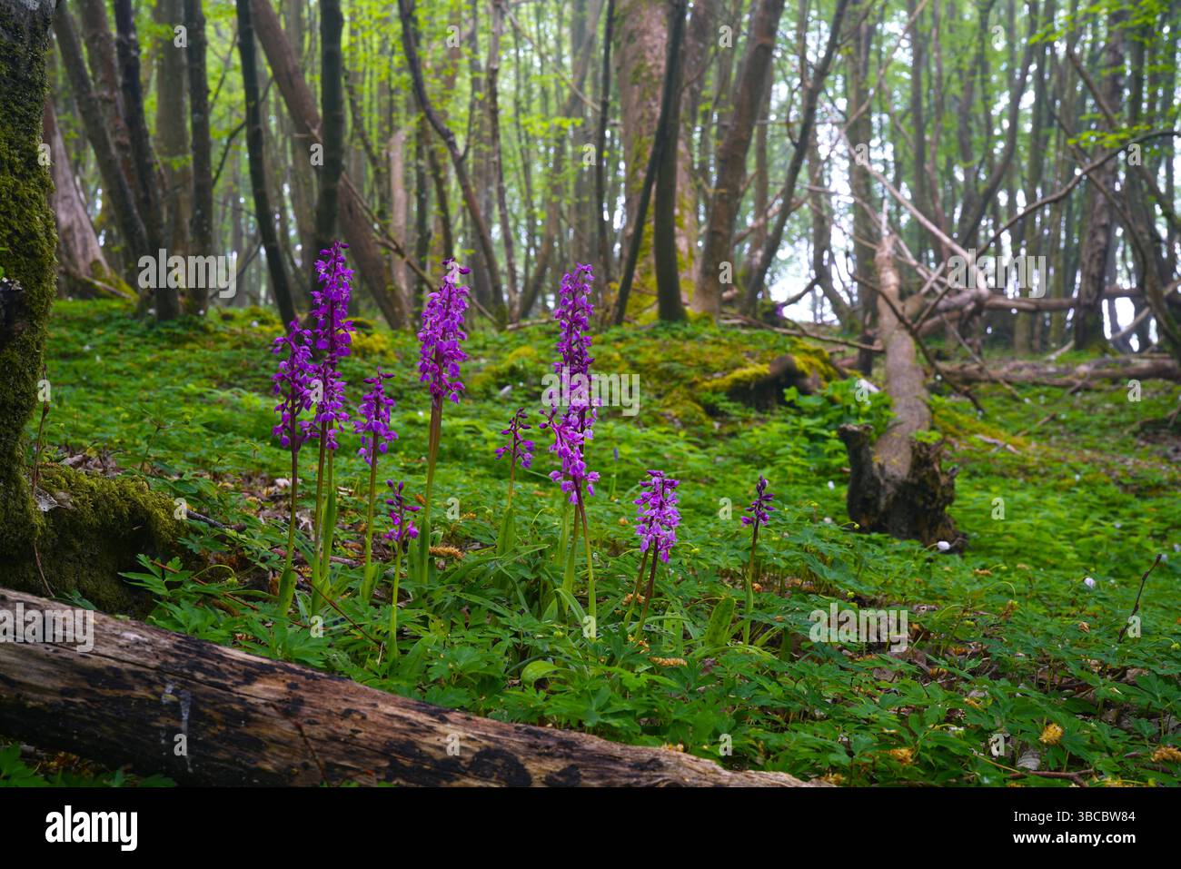 Orchidées violettes précoces en fleur. Banque D'Images